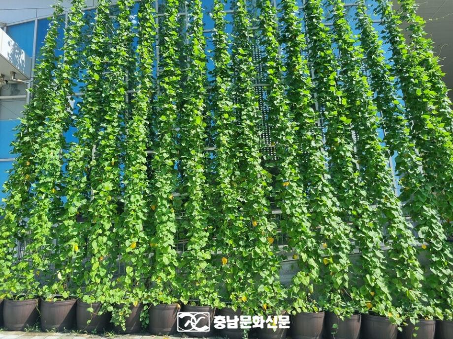 천안어린이꿈누리터, 그린커튼 설치 이미지